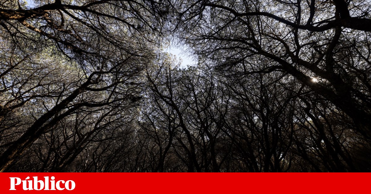 No important species were culled in Sesimbra and the area is not protected, authorities say