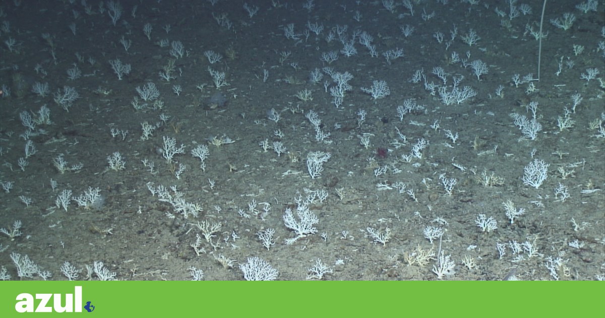In the depths of the Azores, a rare coral garden has been discovered