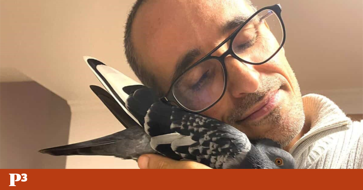 Barnabé is a free pet pigeon: “I never agreed with keeping animals in cages”