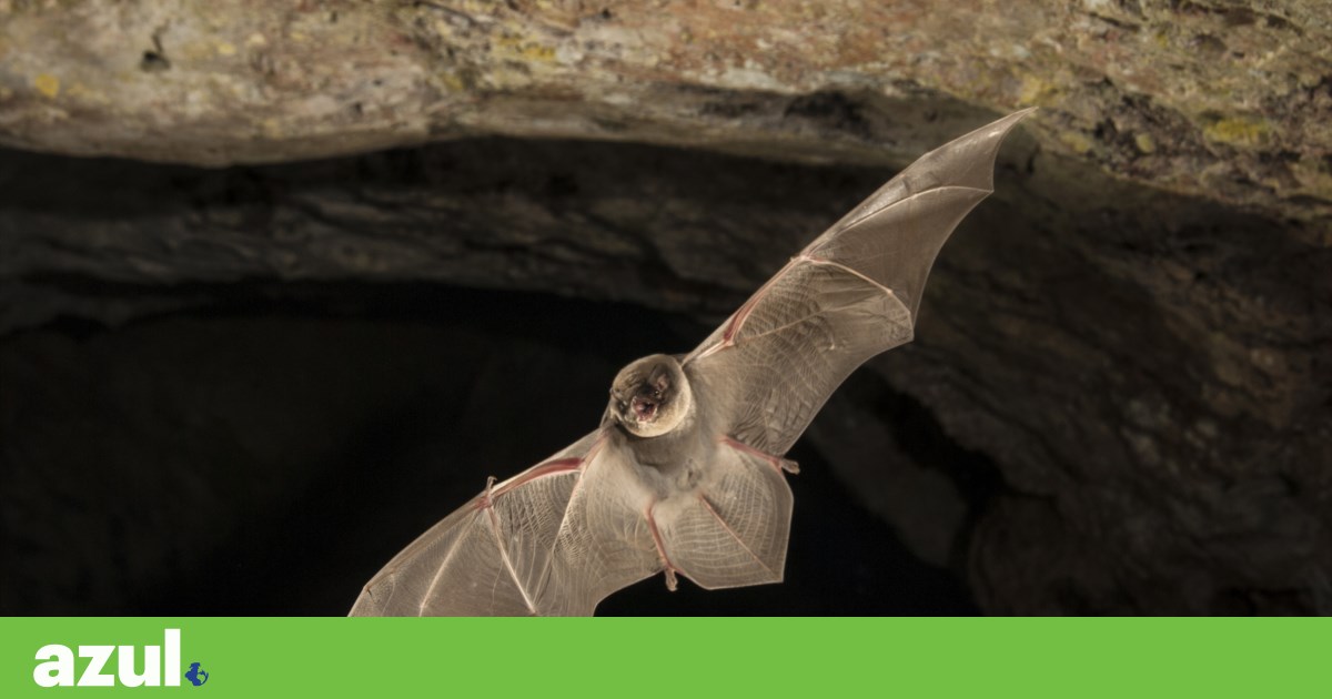 APA invokes “precautionary principle” to protect bats and halt solar power plant in Alqueva