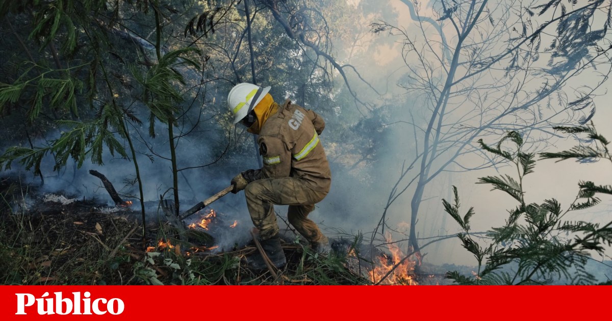 Forest fires: GNR has already arrested ten people this year, 40% of landowners do not clear their land