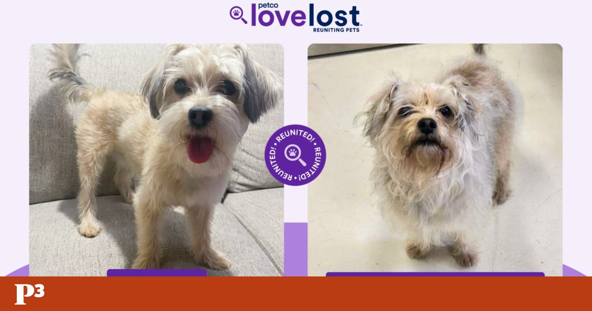 They turned to AI to find lost pets