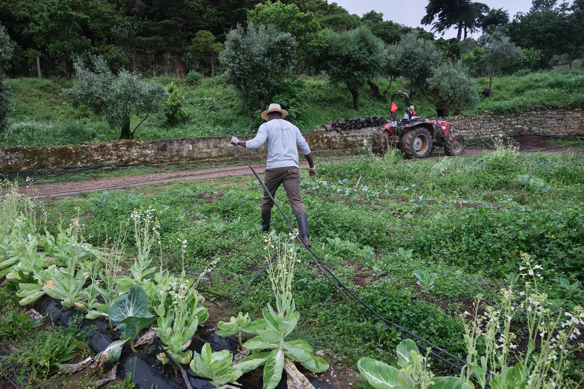 RG Rui Gaudencio - 15 Abril 2021 - PORTUGAL, Cascais - Hortas urbanas comunitarias - Quinta do Pisao - Talhoes comunitarios de cultivo de legumes e horticolas que servem a comunidade local e chefs de restaurantes localizados no municipio