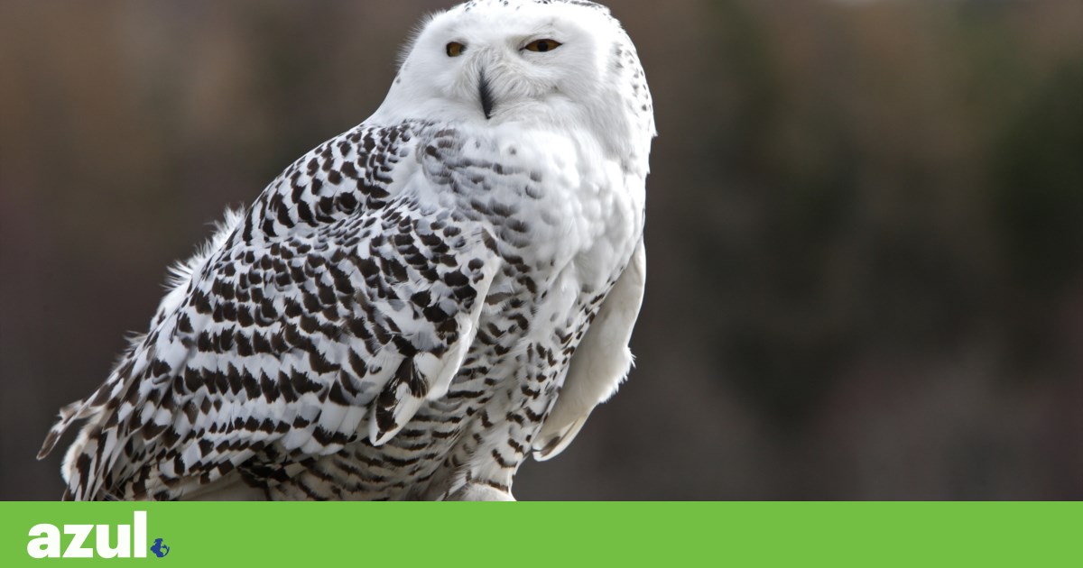 UN strengthens protection for 40 migratory species, from the snowy owl to the great hammerhead shark