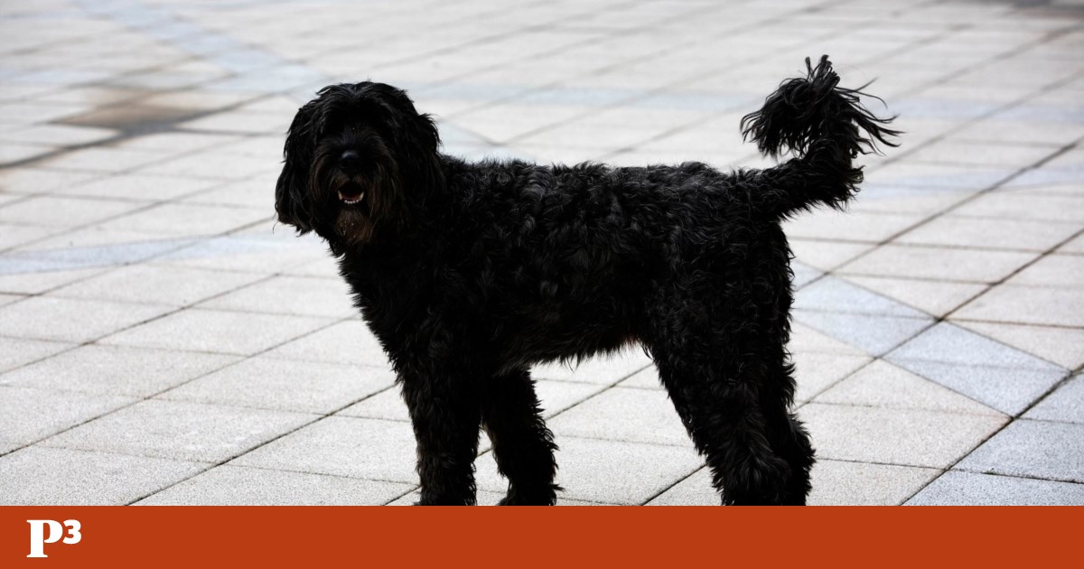 Does Italian law guarantee paid leave to care for pets? It is a false narrative
