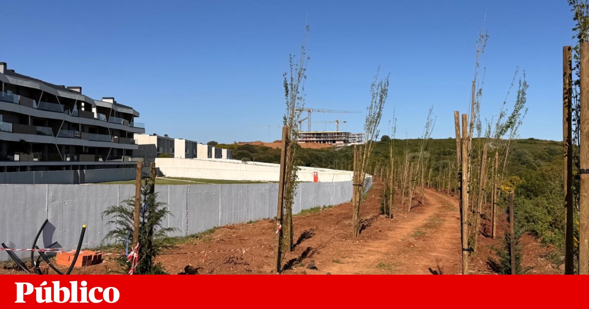 Amadora residents do not want a "wall of trees" ordered by Isaltino