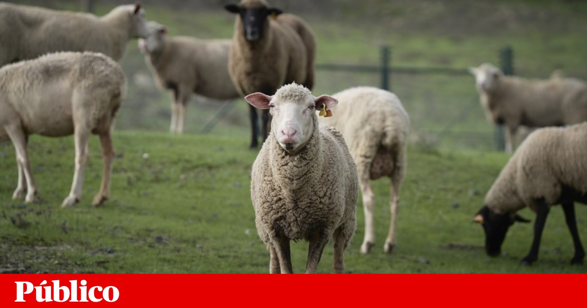 Sousel City Council wants to build an interpretive centre dedicated to lamb