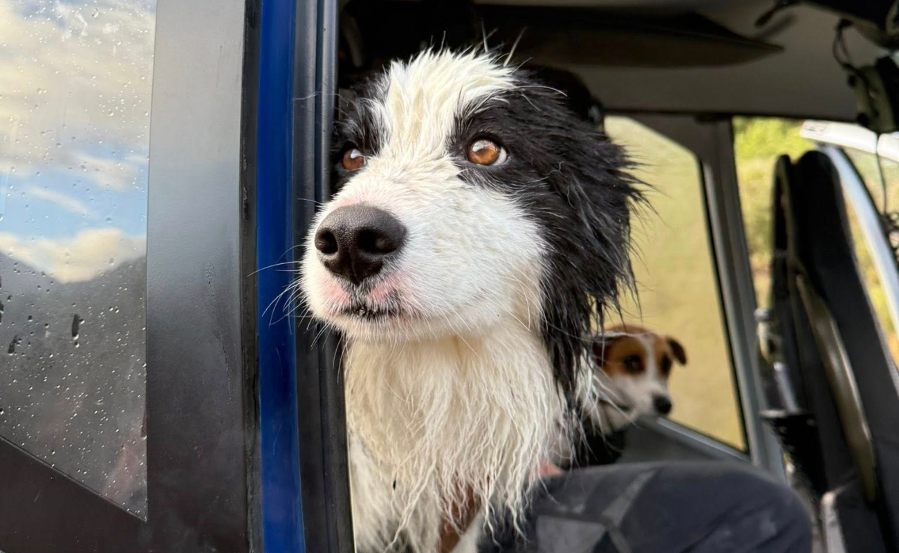 redes,pet,animal,p3,resgate,