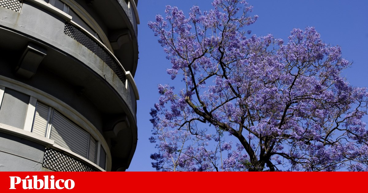 Lisbon City Council plans to fell only two plane trees in Entrecampos