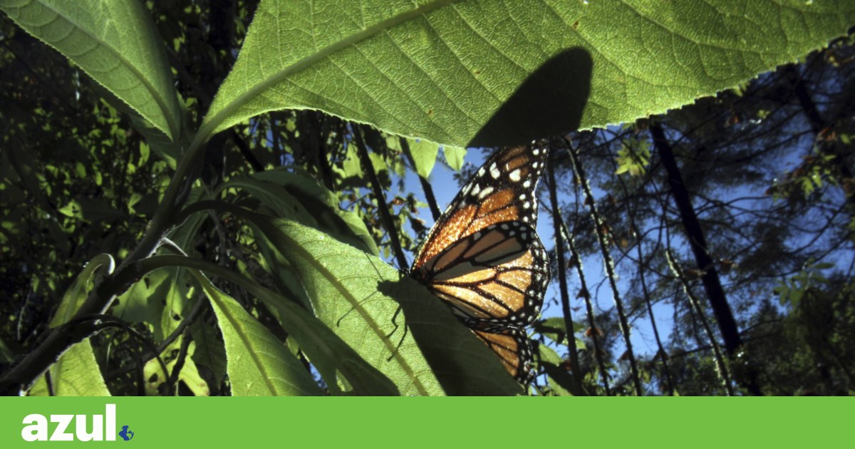 Insects in the tropics are already close to their heat tolerance limits