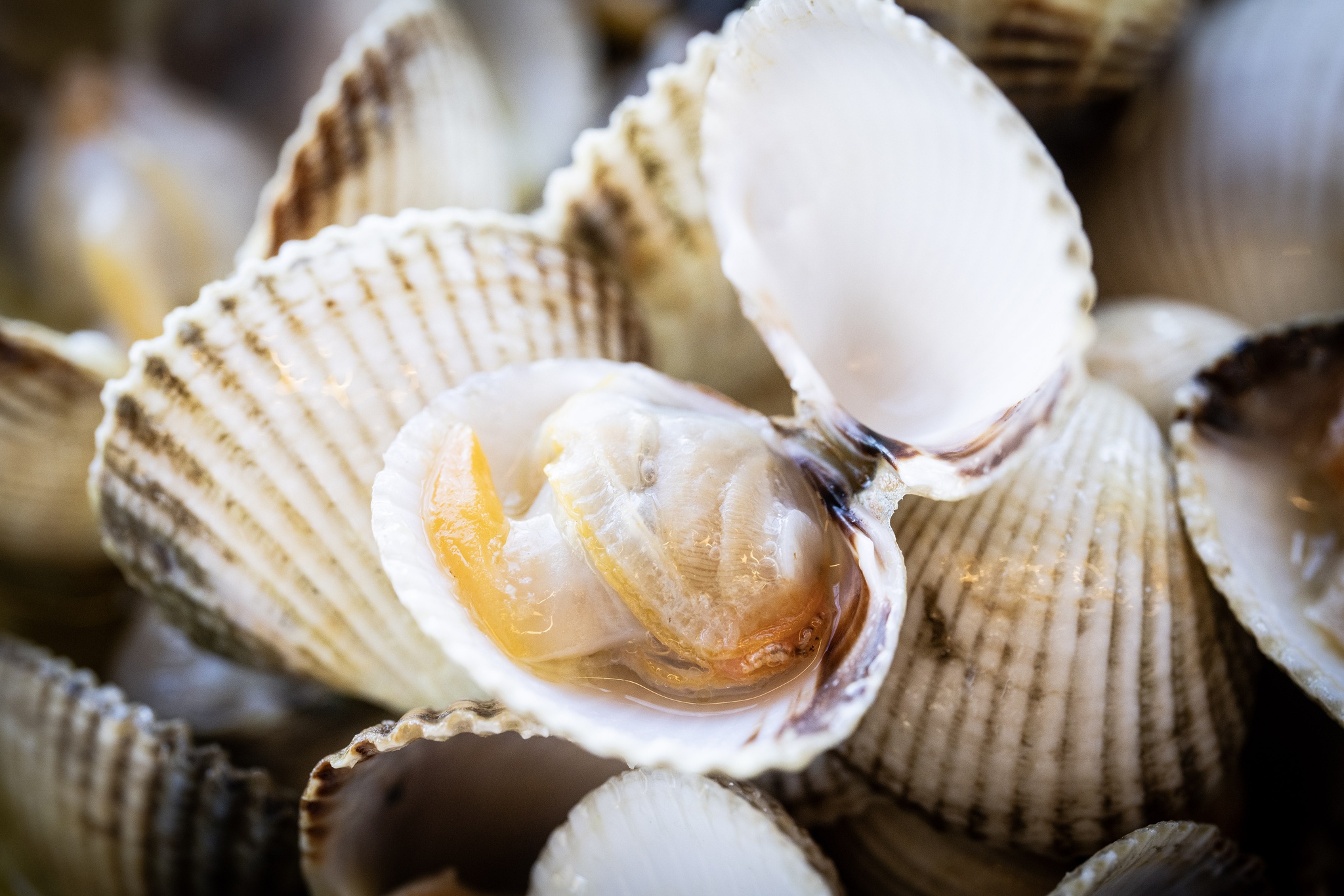 Nelson Garrido - 31 Março 2026 - Portugal, Costa Nova, Ílhavo - Berbigão à Costa Nova confeccionada no restaurante Clube de Vela, no âmbito do festival gastronómico " Vamos aos Cricos! ". O festival é promovido pelo município de Ílhavo em parceria com restaurantes locais