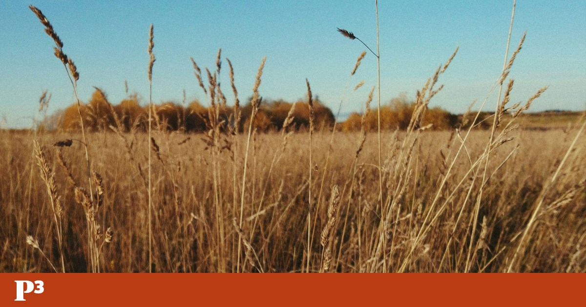 When the city-countryside dichotomy fuels the far-right