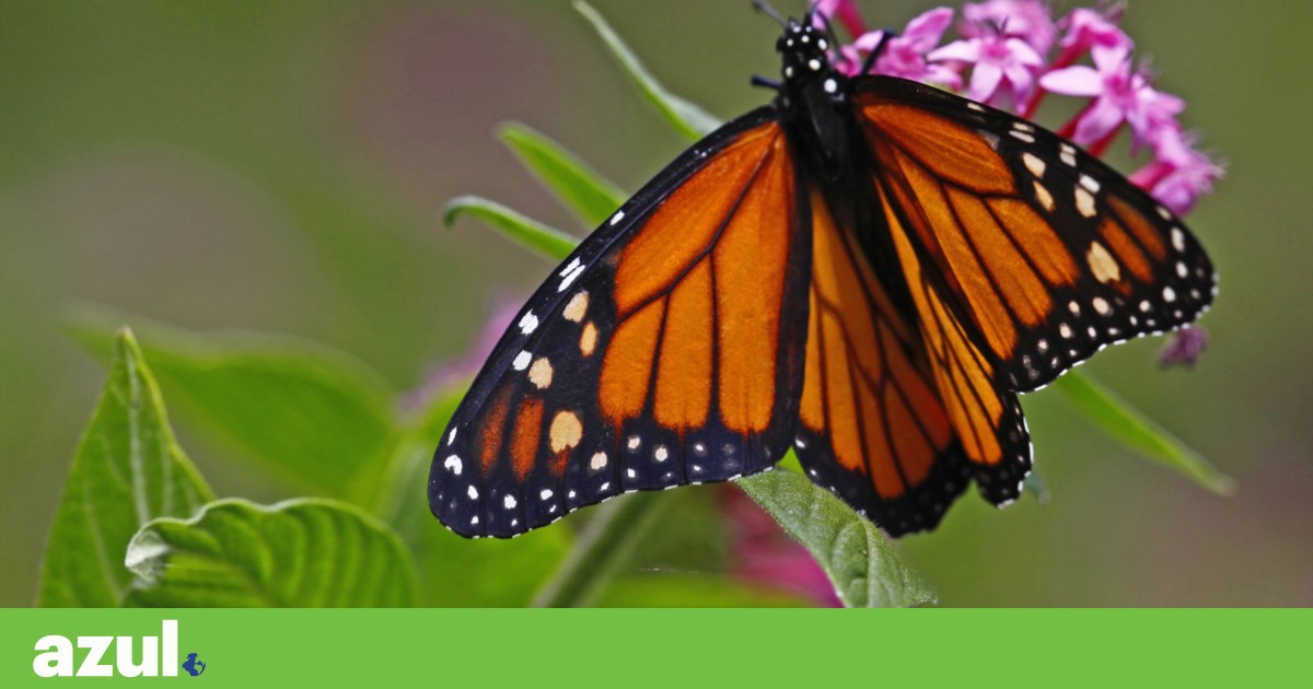 Portugal now has a plan to save bees, butterflies, and hoverflies