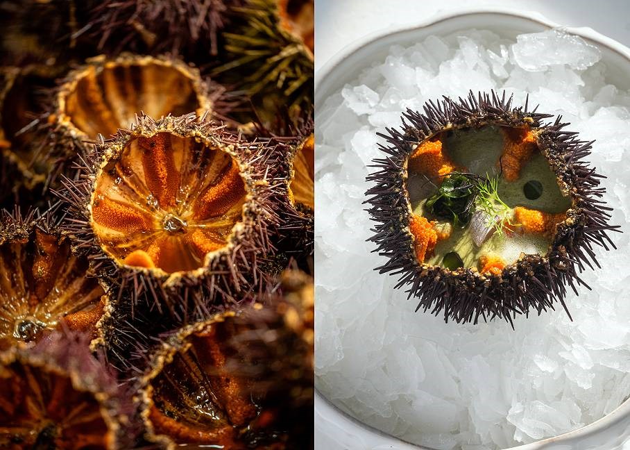 In Ericeira, celebrate the sea urchin! From market to table, from science to preservation