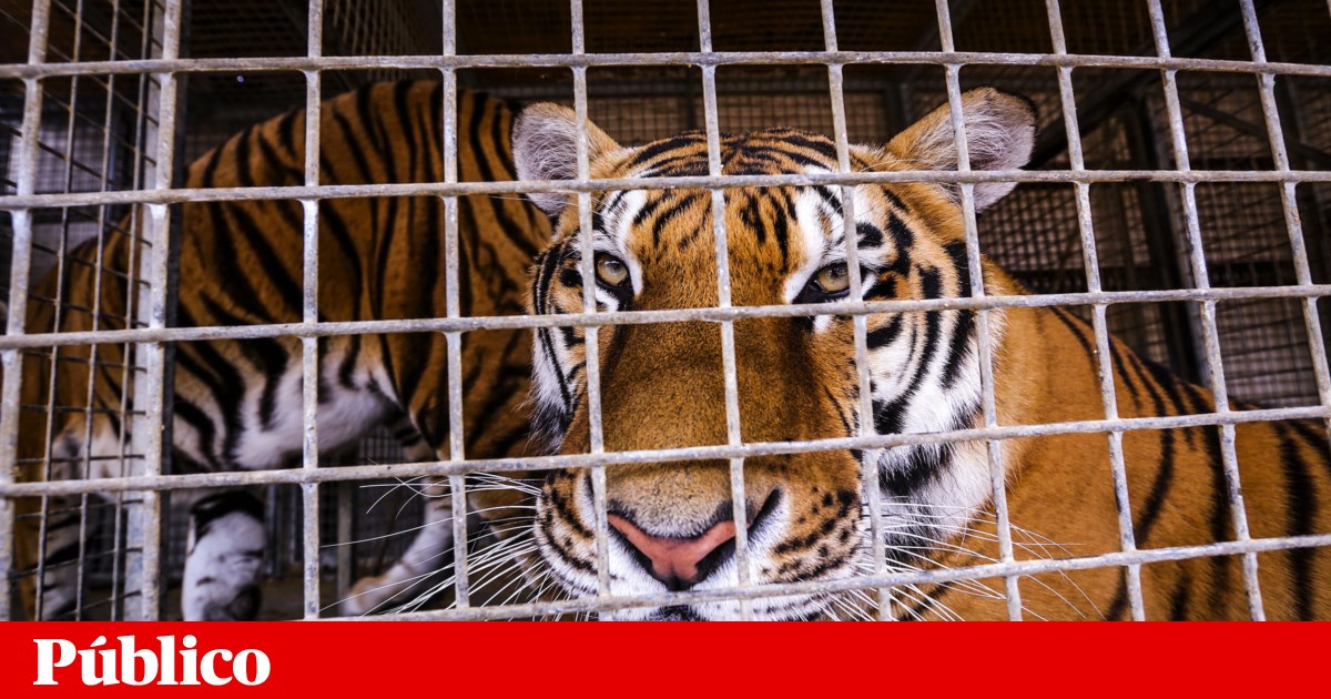 Sona, Portugal's last circus tiger, has been handed over to a Spanish sanctuary