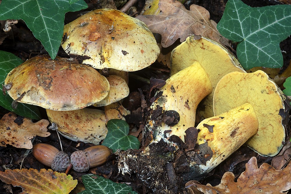 Unique fungi on the planet may disappear without a trace