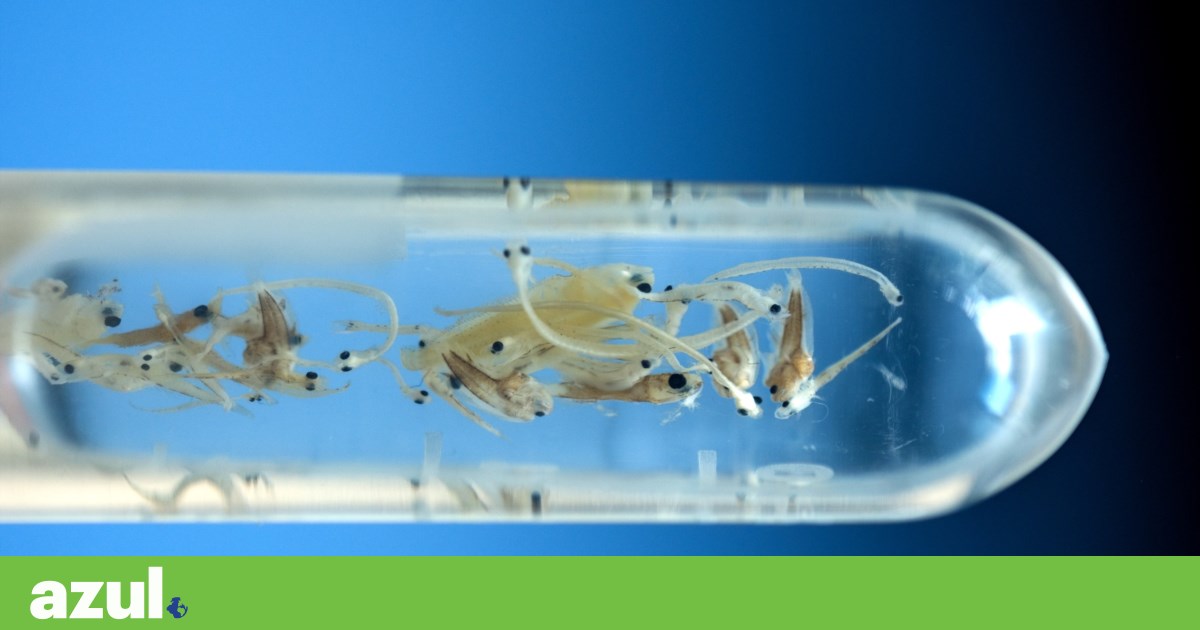 Newly hatched fish larvae in the Douro already contain microplastics
