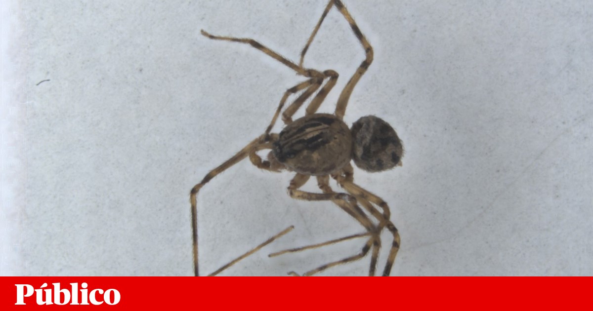 Six new spider species discovered in Alentejo