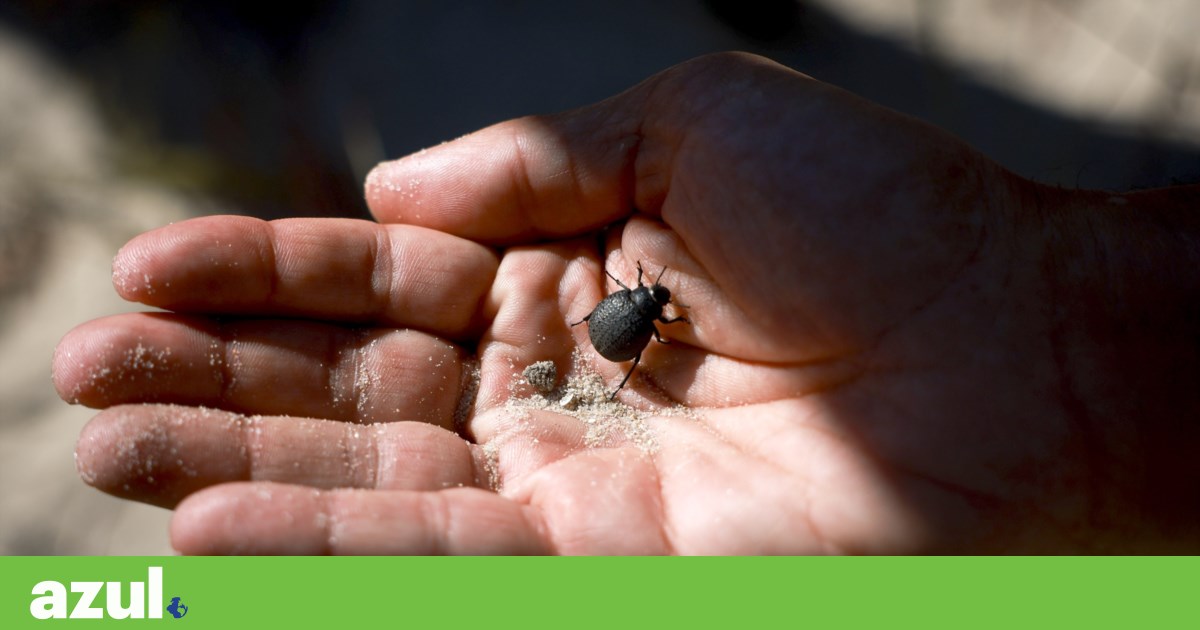 Serralves dedicates 2026 Bioblitz to soil ecosystems
