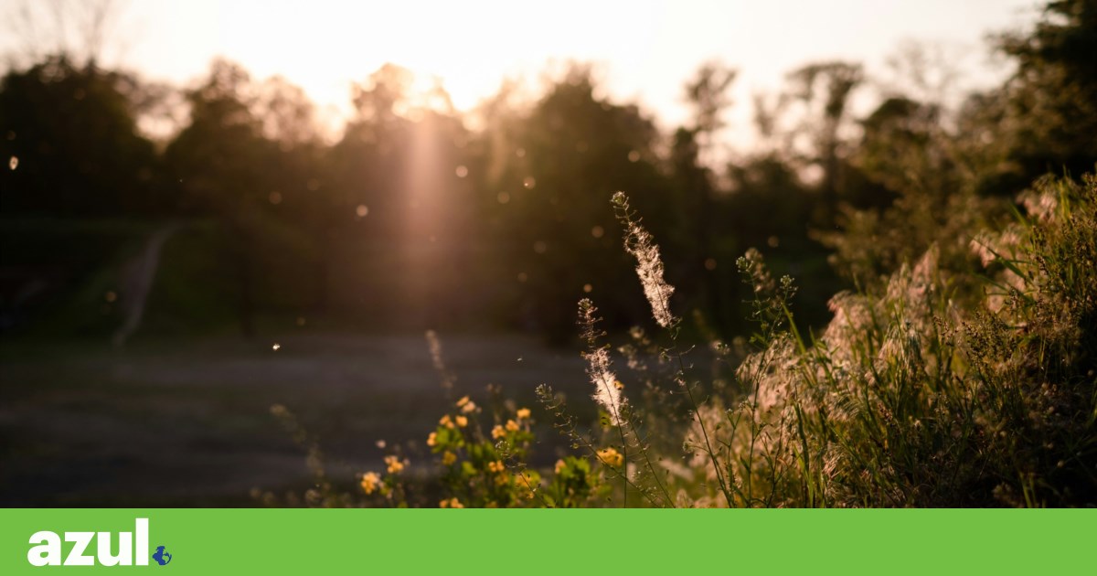 Pollen concentration in the atmosphere will remain high until the end of the month