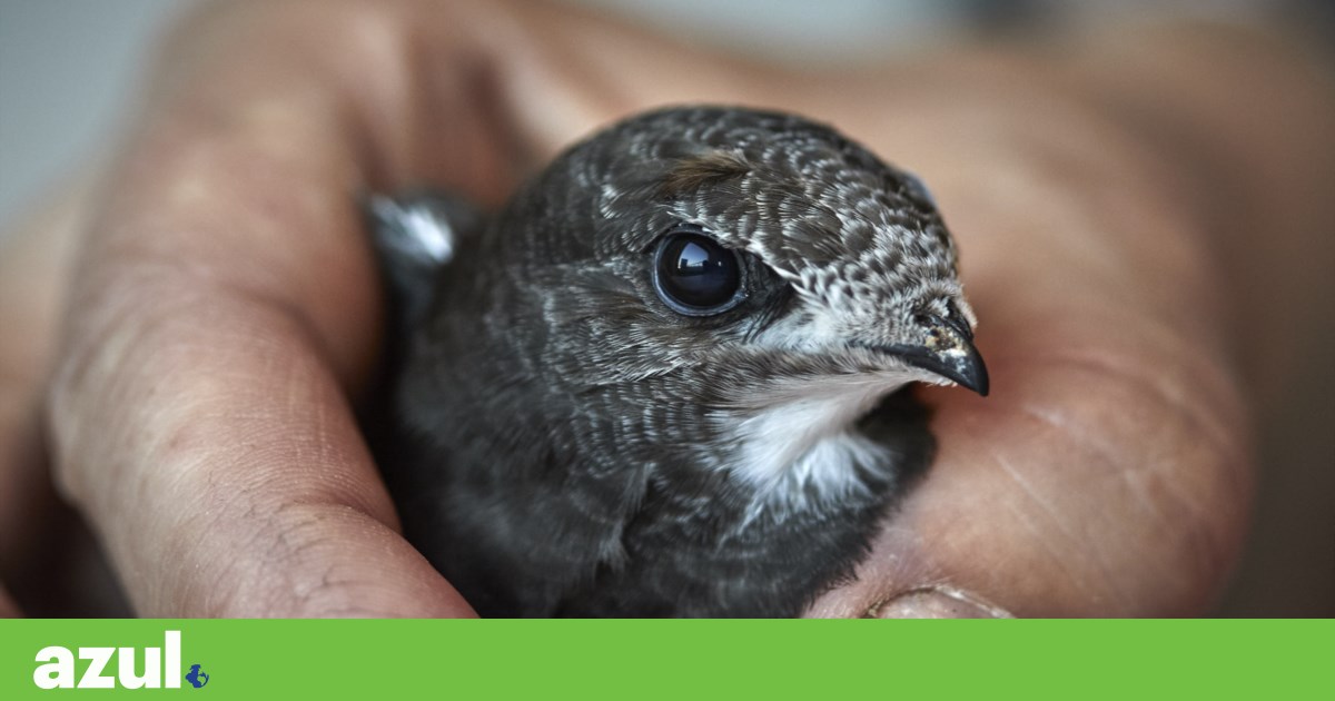 Intervention on the Trancoso wall triggers alerts regarding the common swift