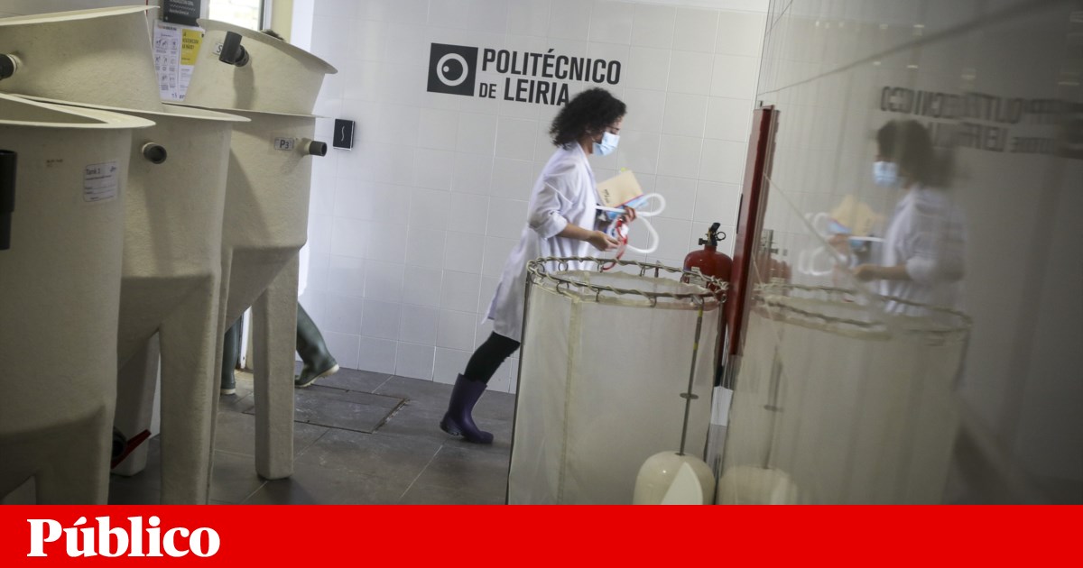 PRR: Government has 150 million euros to create two new universities and establish contracts with institutions in the interior