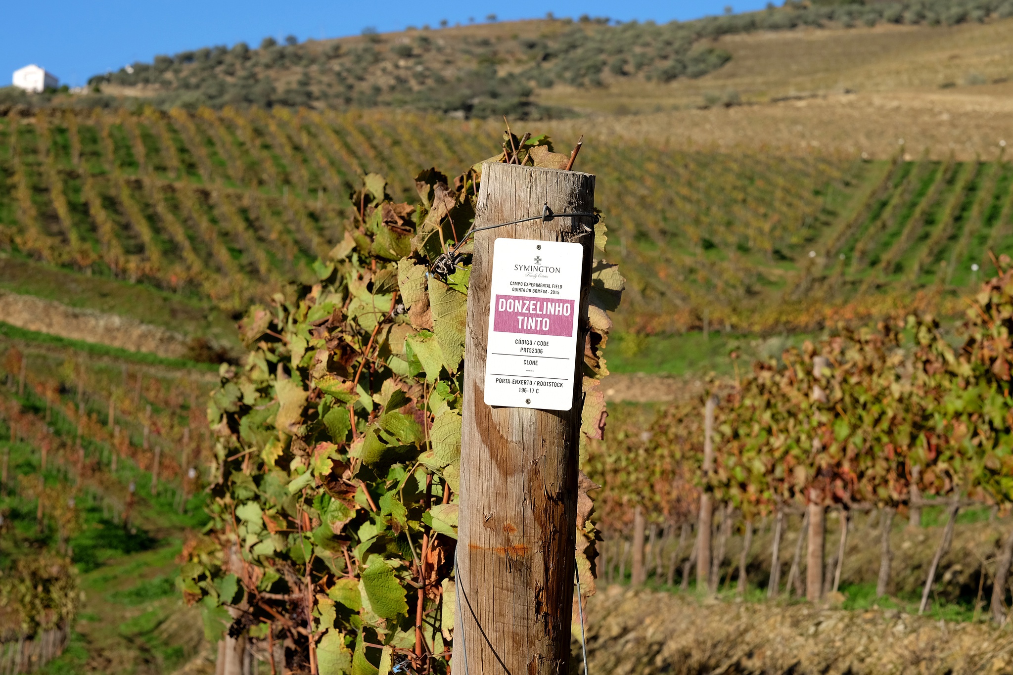 jsn jose sergio (colaborador) -17 Novembro 2022 - PORTUGAL, Pinhao - Douro - Quinta do Bomfim, produtores de vinhos do Porto da empresa Symington Family Estates - vinhas - donzelinho tinto, castas