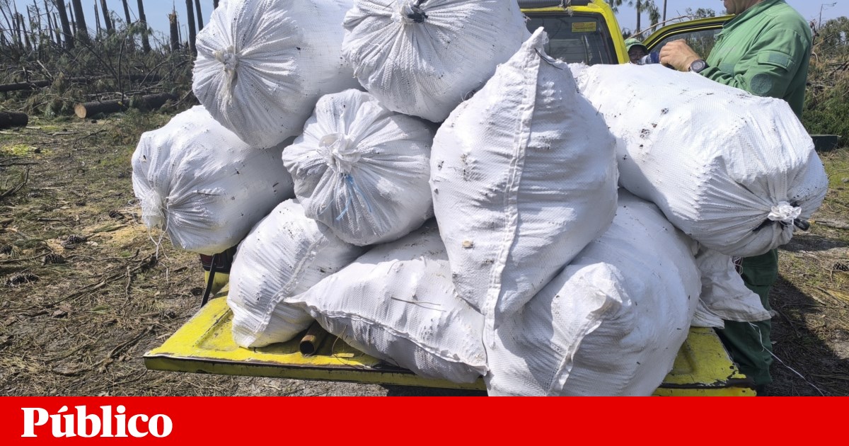 PSP reforça policiamento nos bairros da Pasteleira e Pinheiro Torres no Porto após agressão a agente — image 2