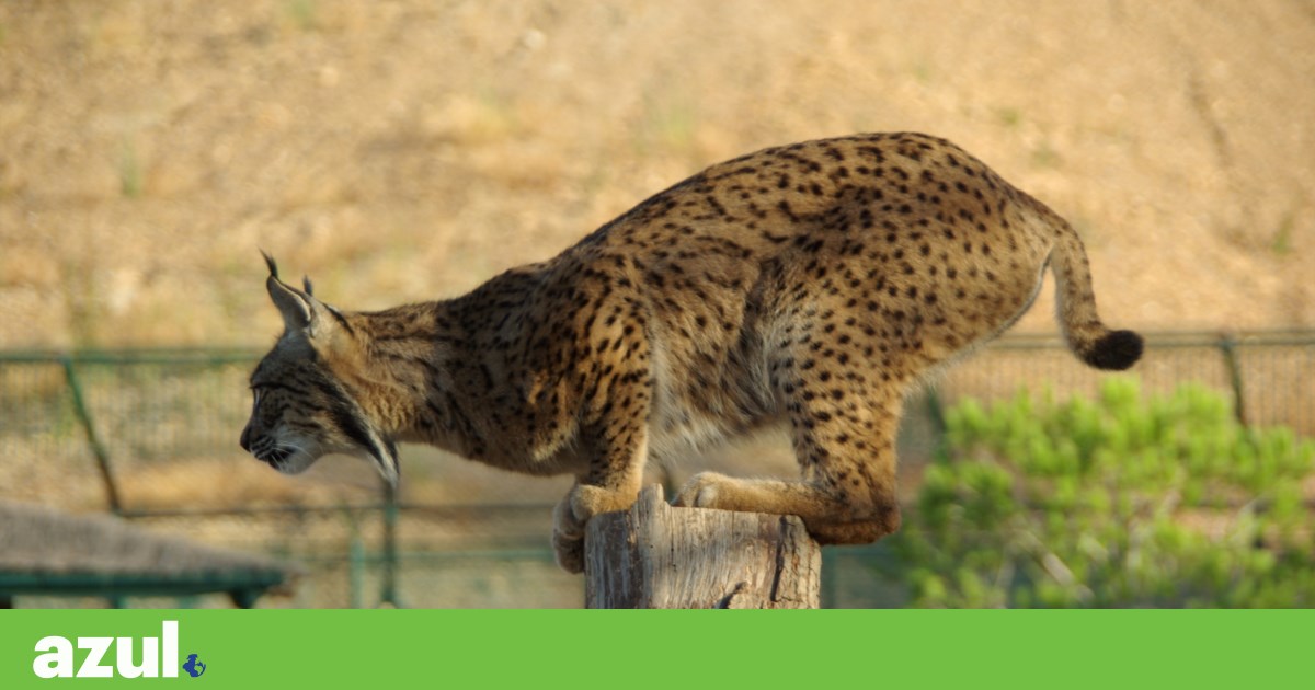 Government presents new plan for Iberian lynx conservation with binding targets