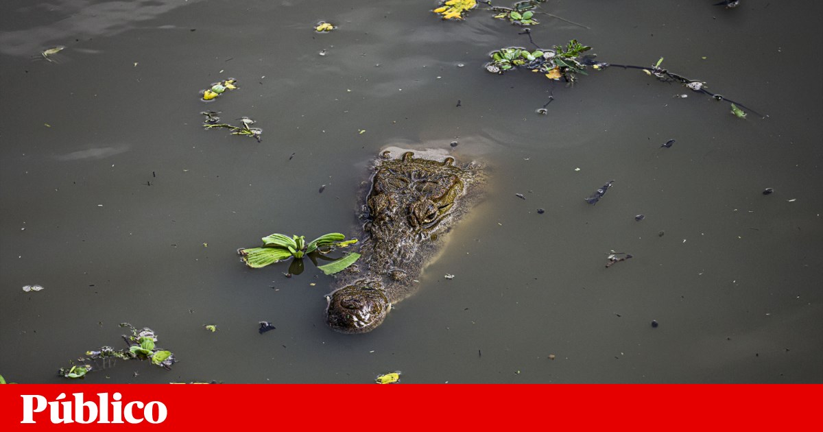 Crocodilo na África do Sul: Empresário Português Gabriel Batista é a Vítima — image 1