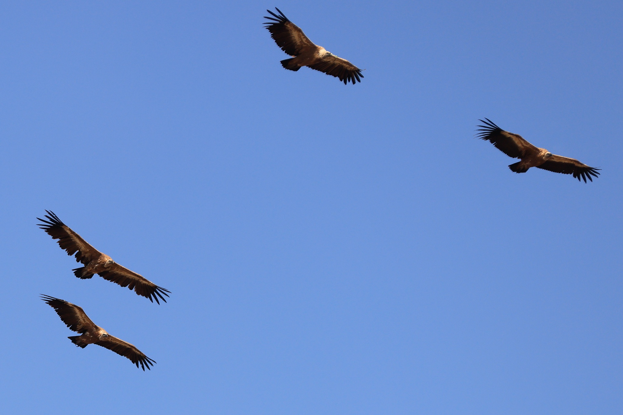 birdwatching,sabugal,miranda-douro,fugas,turismo,