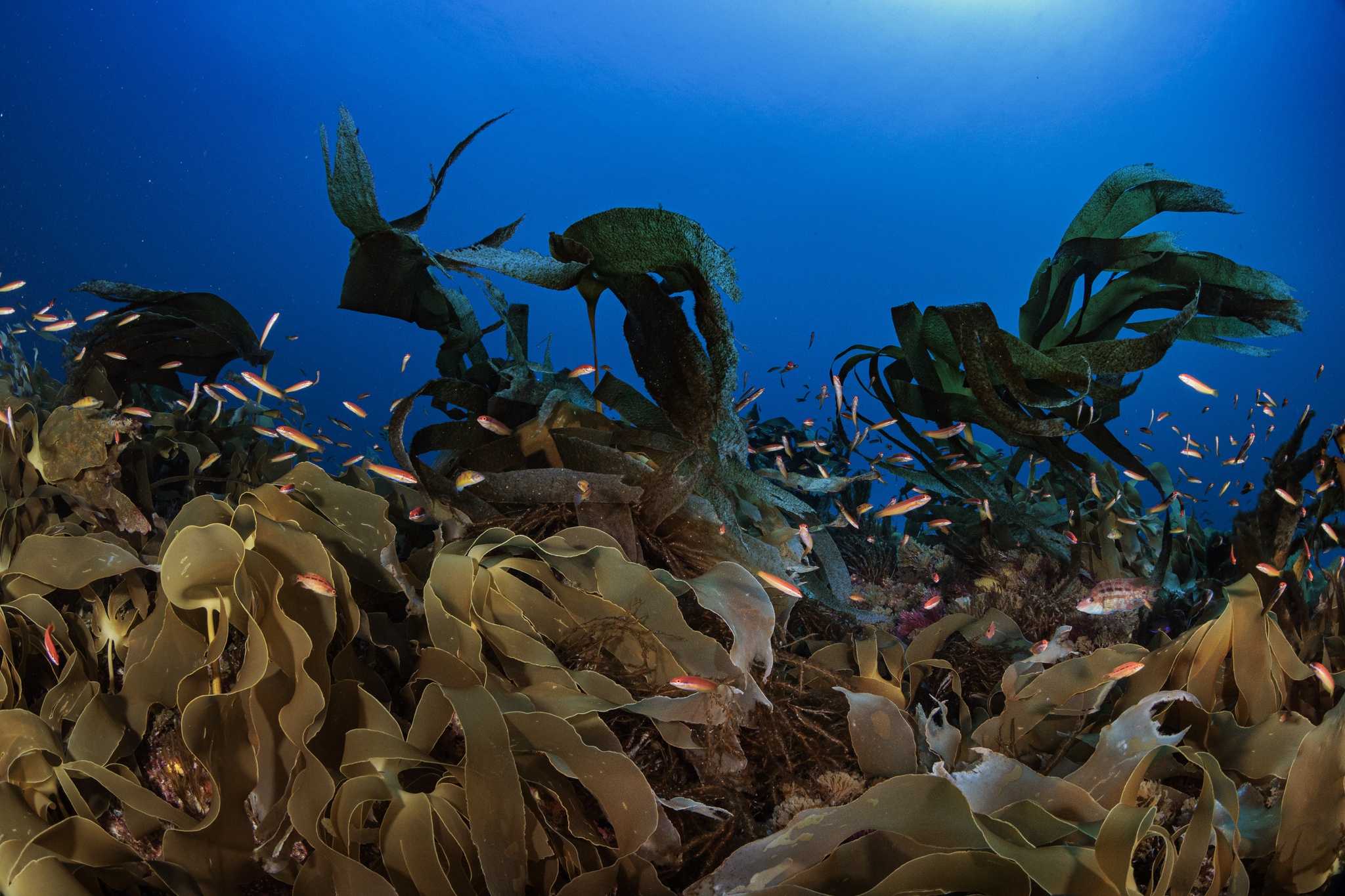 fundacao-oceano-azul,documentario,televisao,culturaipsilon,conservacao-natureza,biodiversidade,