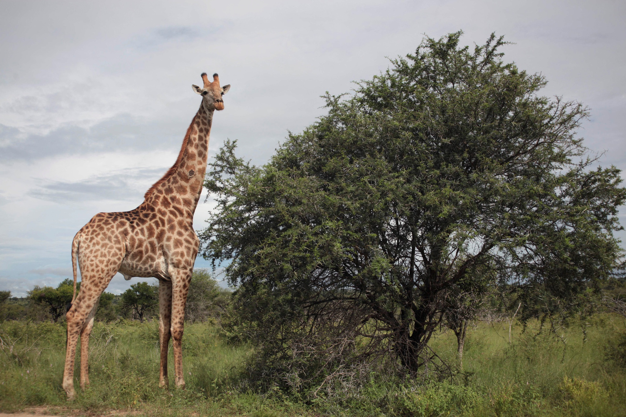 ,Parque Nacional Kruger