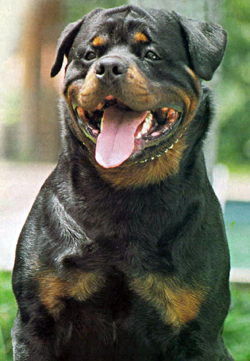 Pelo Menos Cinco Ataques De Rottweiler No Ultimo Ano Em Portugal Ataque Hoje Feriu Menina De 20 Meses Publico