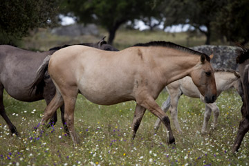 O NOVO cavalo inicial!