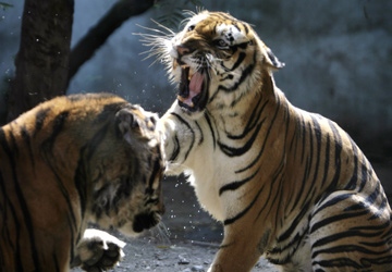 População de tigres da Índia apresenta recuperação e anima  conservacionistas