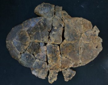 Escudo ventral do fóssil de tartaruga com 145 milhões de anos