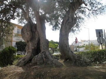 Oliveira mais antiga de Portugal nasceu há 3350 anos, Árvores