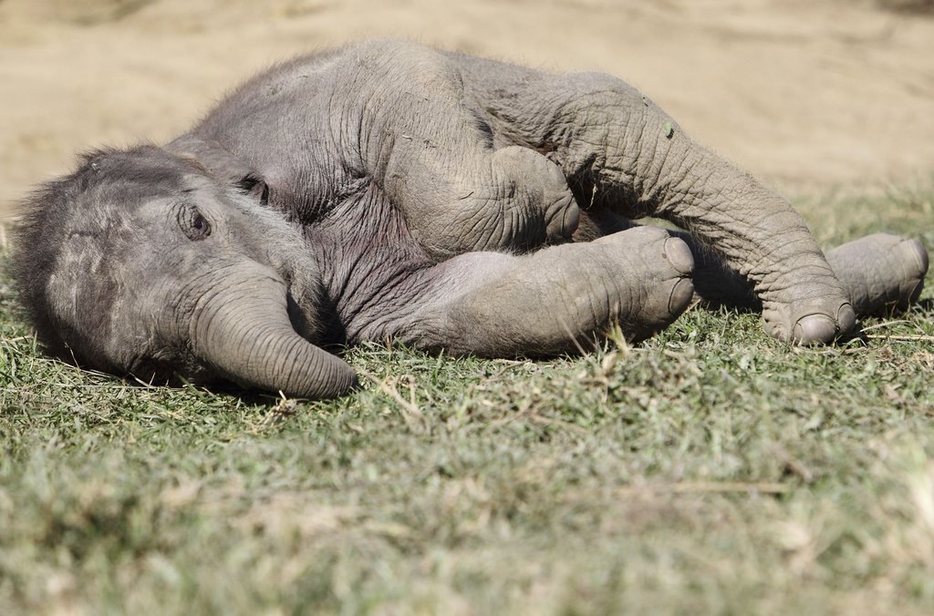 Спящие слоны. Спящий слон. Слоны спят лежа. Слон лежит. Спящий слон.