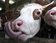 Ontem, eu reparava no sorriso das vacas: A tábua de Flandres