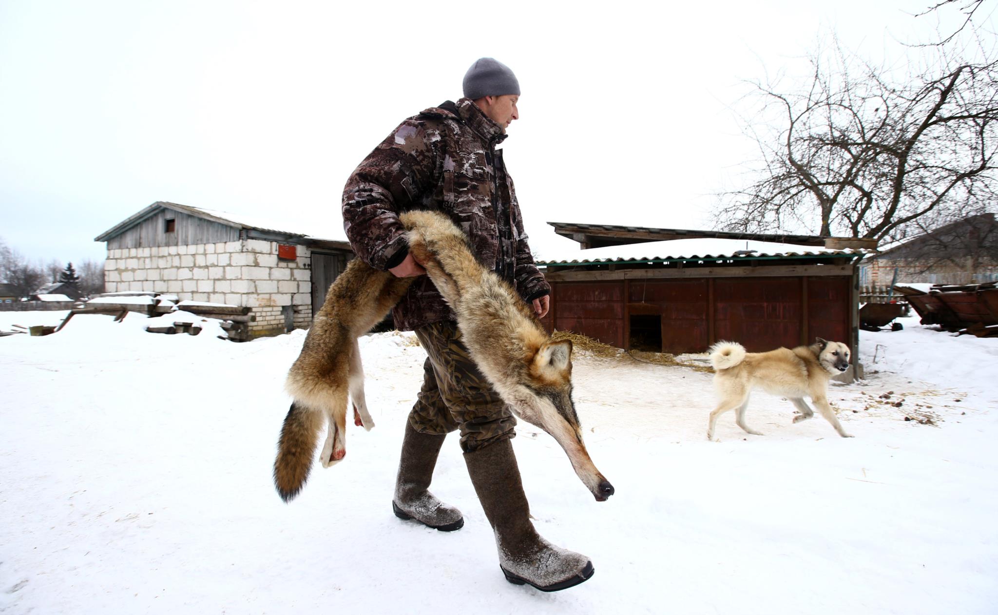 À caça de lobos à beira de Tchernobil | Ucrânia | PÚBLICO