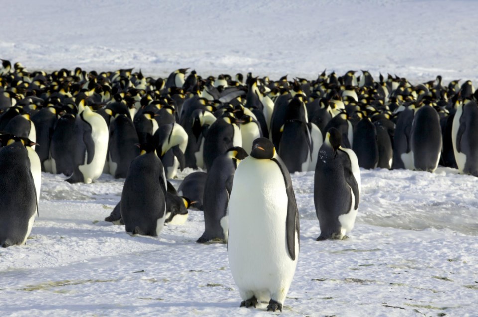 Dez factos (e dez fotos) sobre os pinguins-imperadores | Fotogalerias |  PÚBLICO