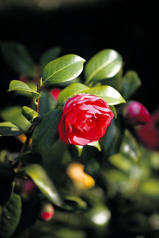 Camélia, a flor de Inverno, pode ir morar consigo | PÚBLICO