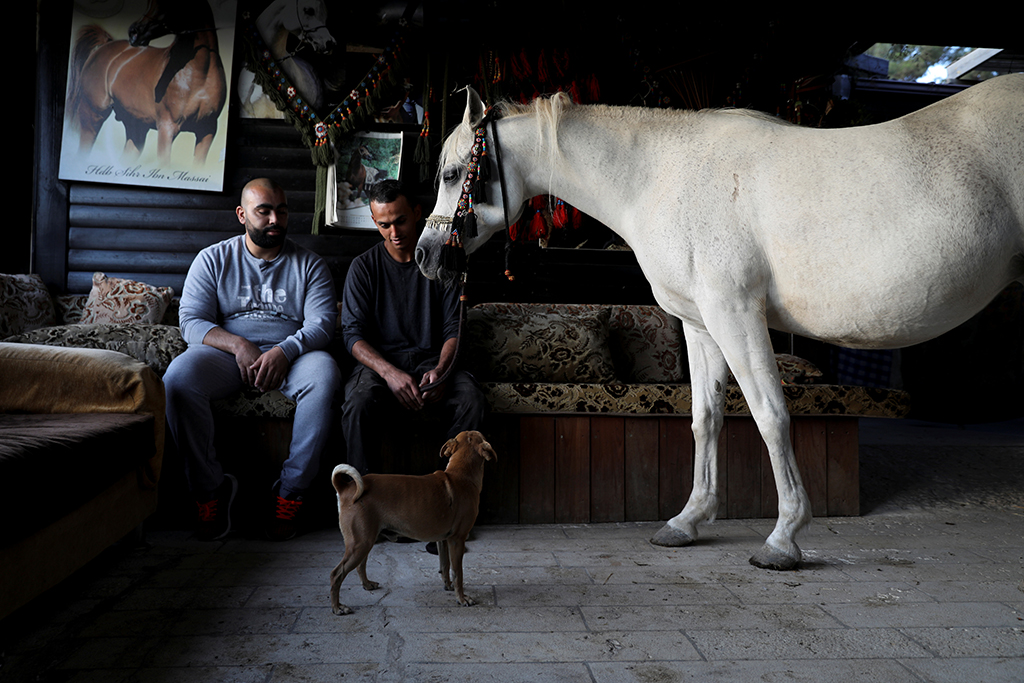 Retrato De Cavalo Da Frente Indo E Olhando Direto Para a Câmera