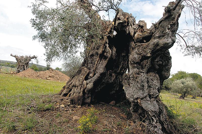 Portugal diz adeus às oliveiras centenárias