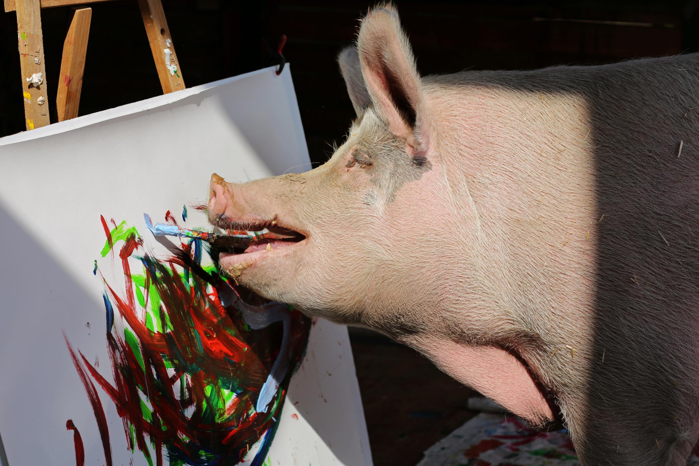 Известные свиньи. Картины свиньи Пикассо. Пикассо свинья художник. Креативная свинья. Свинья живописец.