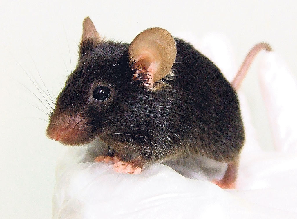 Иглошерстная крыса. Крыса на белом фоне. Чернохвостая хутия. Иглистая крыса. Норвежская крыса rattus norvegicus norvegicus.
