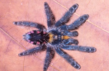 A tarântula "Typhochlaena costae" vive no estado de Tocantins, no Brasil
