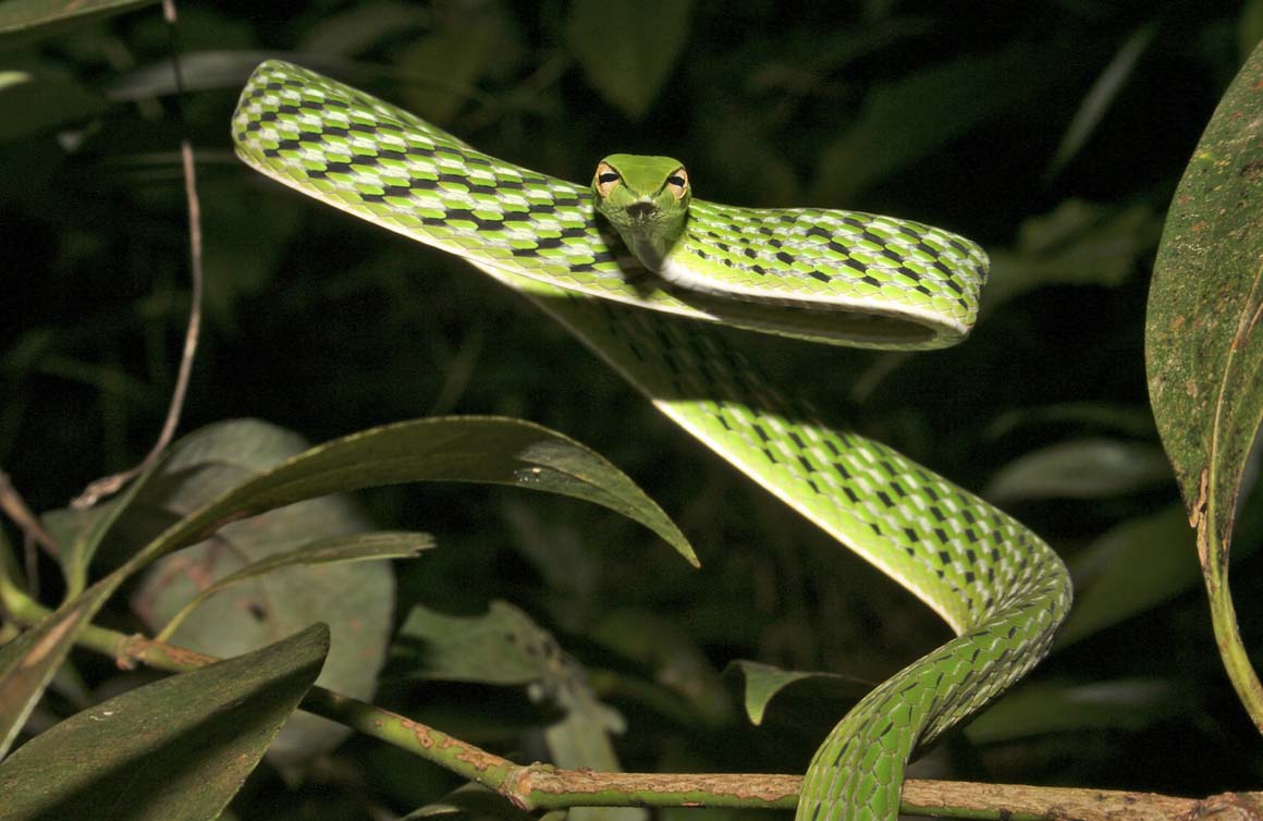 Плоская змейка. Плоская змея. Рептилии Индии. Фотография рептилии Индии. Скульптуры рептилий в Индии.