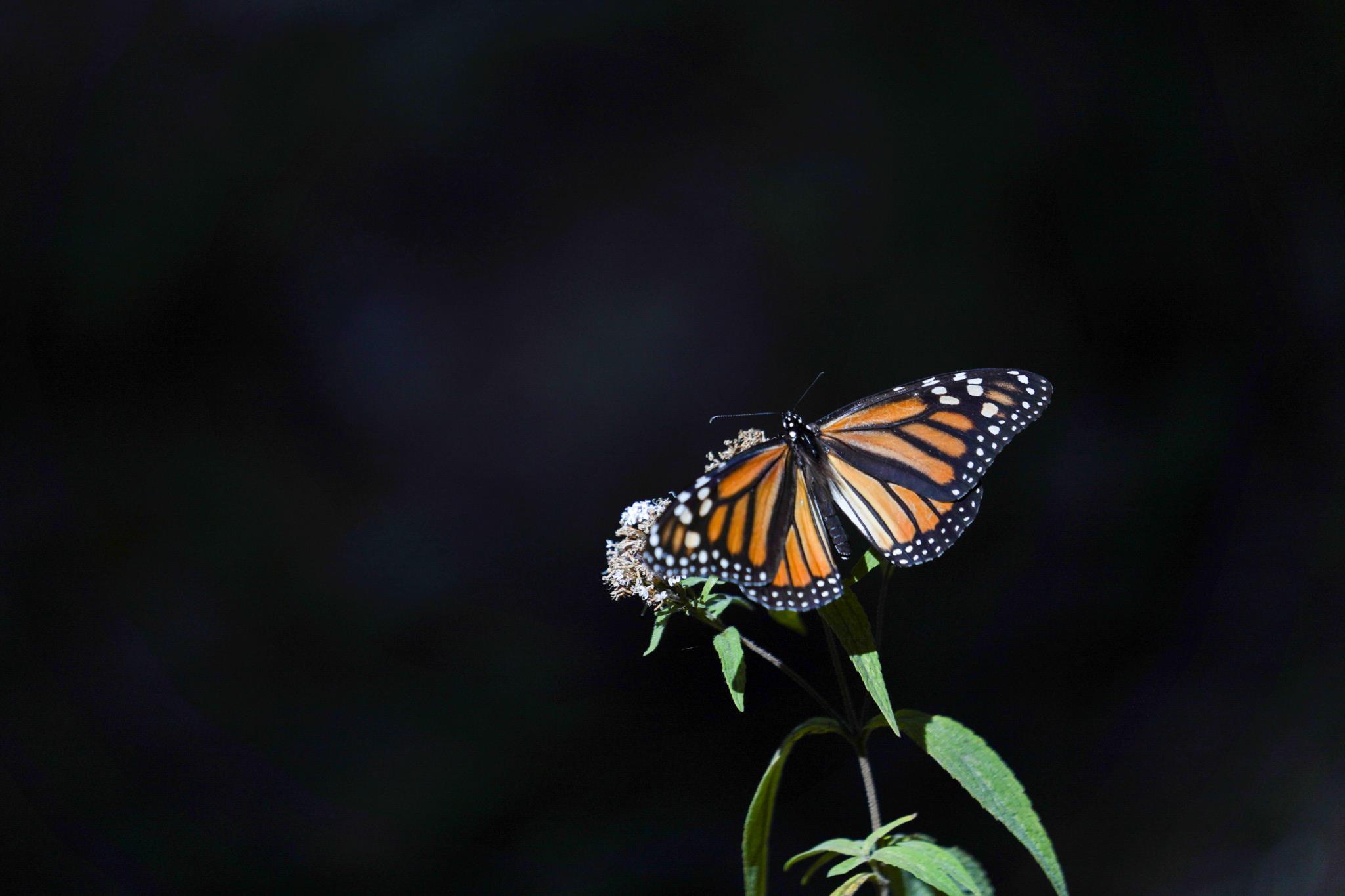 Este invierno, una cuarta parte de las mariposas monarca no han regresado a México.  Y la crisis climática tiene la culpa |  Ambiente